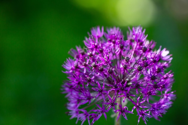 Cipolla gigante viola in fiore su una fotografia macro di sfondo verde in una soleggiata giornata estiva