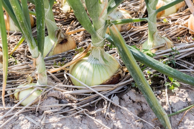 cipolla in campo pronto per il raccolto