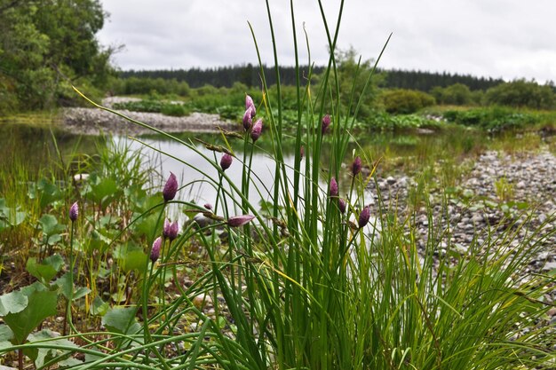 Cipolla selvatica in fiore