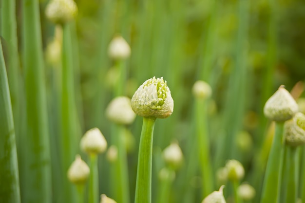 Cipolla verde che fiorisce nel giardino