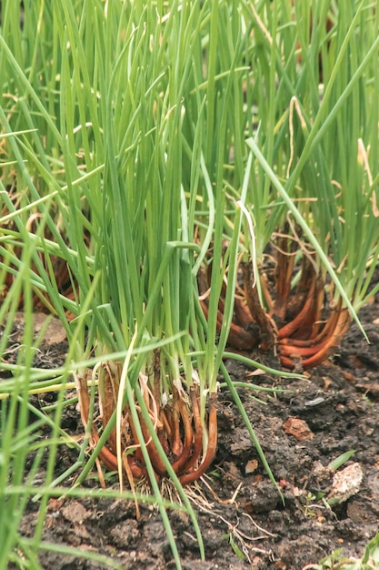 Cipolla verde sul terreno