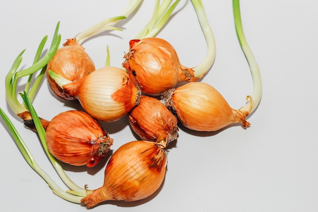 Cipolle germogliate su sfondo chiaro Verdure fresche a casa