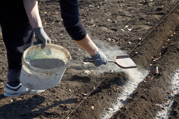 Cipolle primaverili che piantano con fertilizzanti.