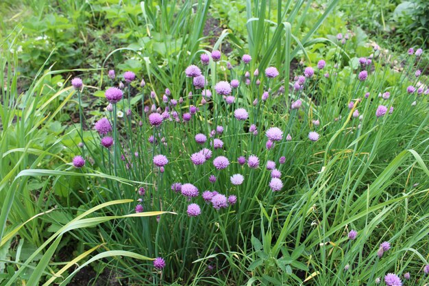 Cipolle rosa in giardino