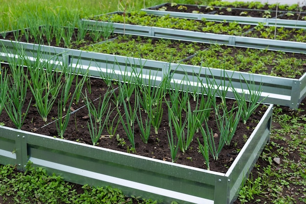 Cipolle verdi in un letto da giardino in un giardino di verdure rustico