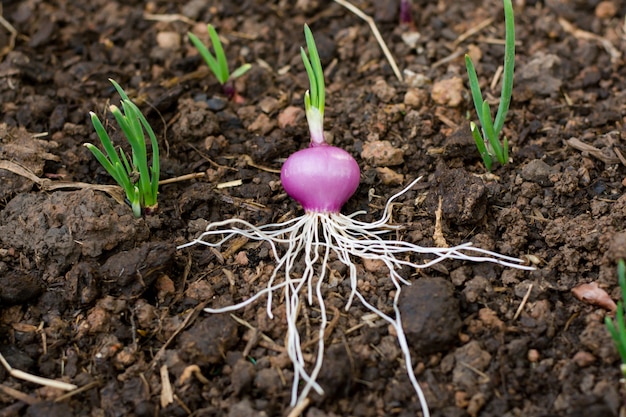 Cipolline che crescono nel terreno