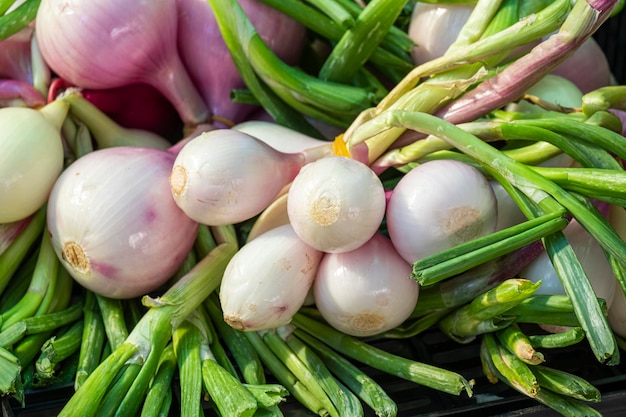 Cipollotti conosciuti anche come cipolline per insalata Scallions sul mercato