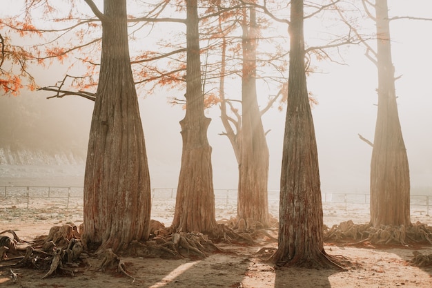 cipressi nel bosco in autunno