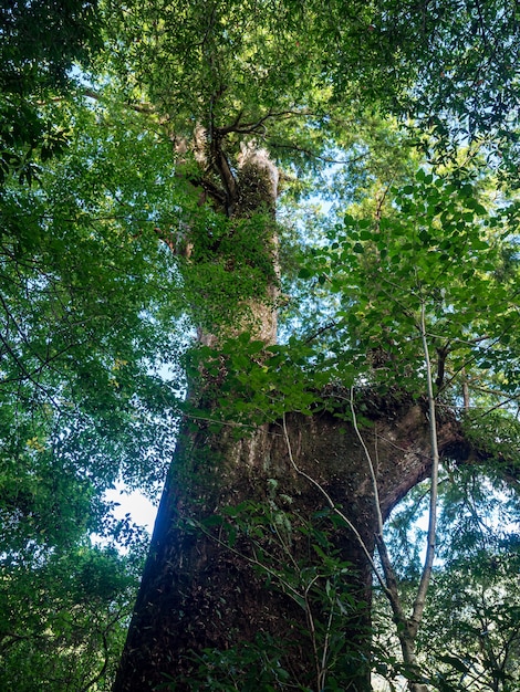 Cipressi rossi a Taiwan.