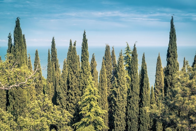 Cipressi sullo sfondo del Mar Nero in Crimea