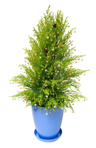 Cipresso dell'albero di Natale in una decorazione del vaso con le palle, pigne isolate su fondo bianco