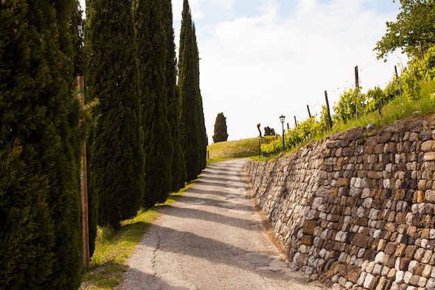 Cipresso e muro di pietra, Fagagna