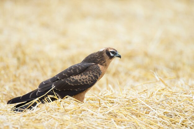 Circo pygargus sul campo di grano