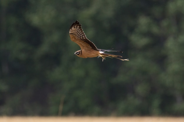 Circo pygargus sul campo di grano