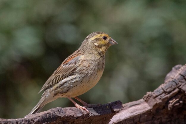 Cirl bunting Emberiza cirlus Malaga Spagna