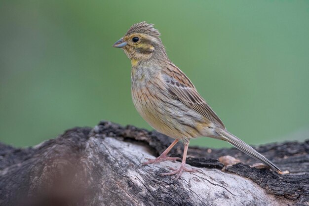 Cirl bunting Emberiza cirlus Malaga Spagna