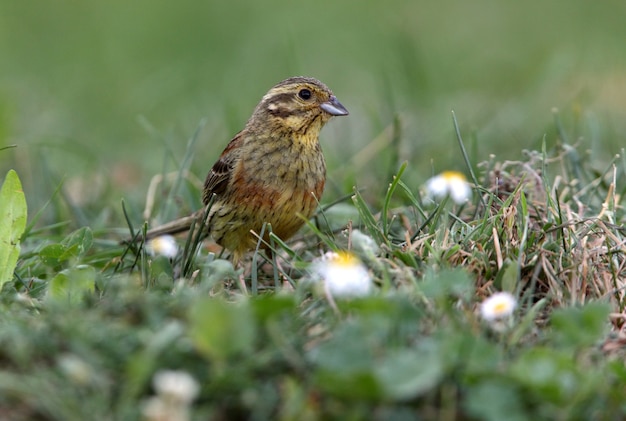 Cirl bunting femmina adulta tra i fiori con le ultime luci del giorno