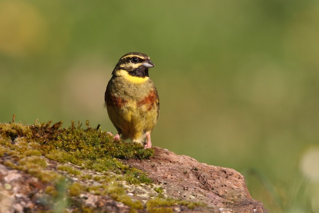 Cirl bunting maschio adulto su una roccia con le ultime luci del giorno