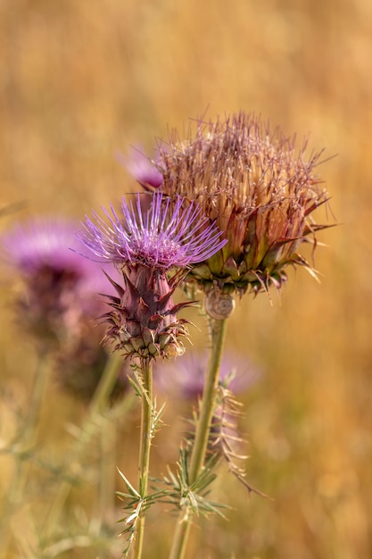 Cirsium vulgare o la pianta del cardo selvatico