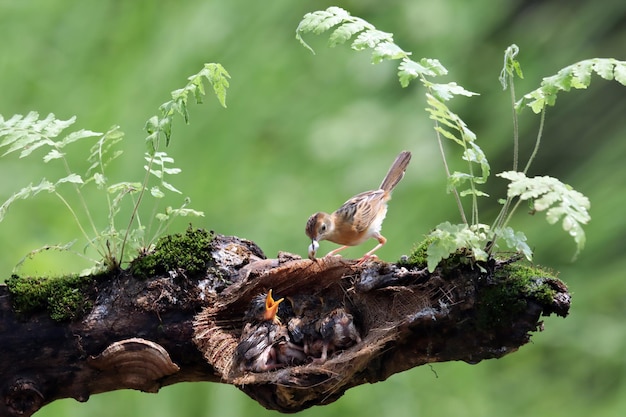 Cisticola exilis uccello che alimenta i suoi pulcini in una gabbia Baby Cisticola exilis uccello in attesa di cibo da sua madre Cisticola exilis uccello sul ramo