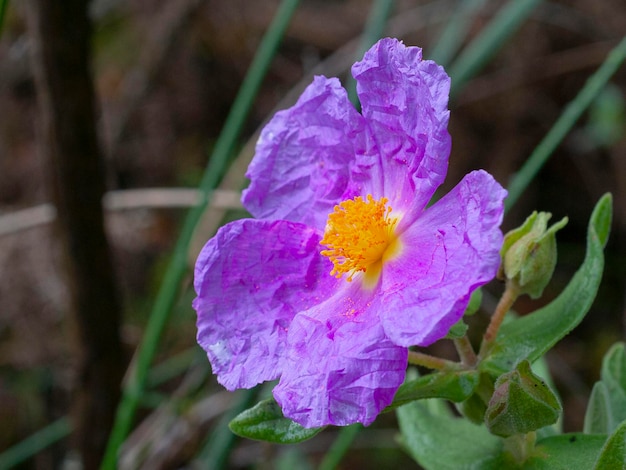 Cisto Greyleaved Cistus albidus Malaga Spagna