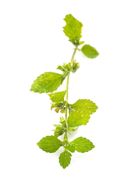 citronella in studio