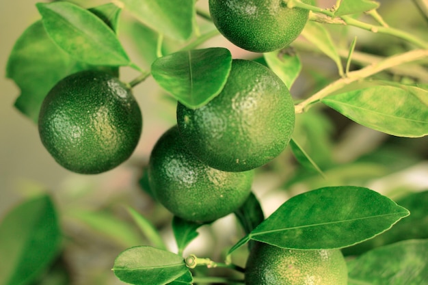 Citrus Ã- aurantiifolia in giardino.