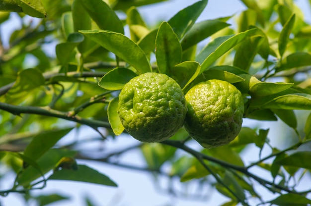 Citrus hystrix chiamato l'agrume kaffir lime originario del sud-est asiatico tropicale