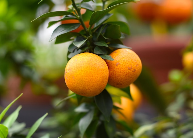 Citrus Myrtifolia Chinotto o arancio mirto da vicino