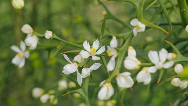 Citrus trifoliata albero da frutto arbusto spinoso con fiori bianchi fioritura di arancione trifoliato da vicino