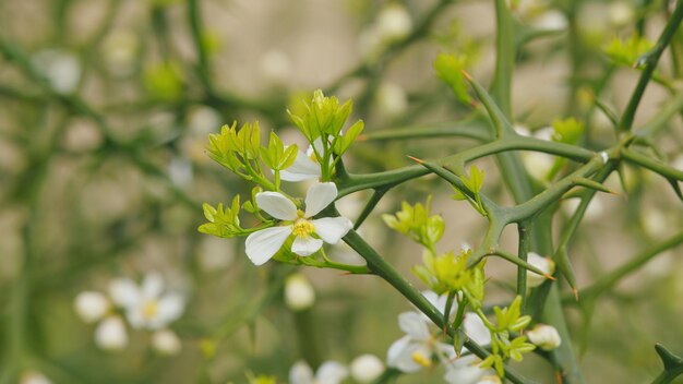 Citrus trifoliata o poncirus trifoliata natura vivace poncyrus trifoliata in fiore da vicino