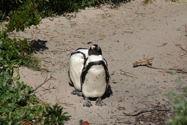 Città del Capo dei pinguini in Sud Africa