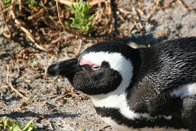 Città del Capo dei pinguini in Sud Africa