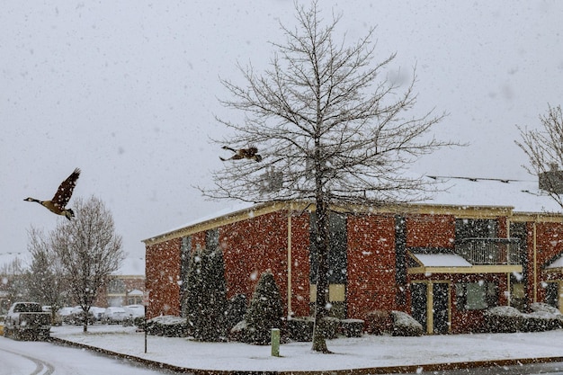 Città in inverno sugli alberi neve fa molto freddo fuori dalla tempesta di neve a New York