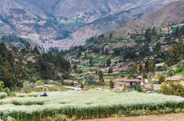 Città rurale della valle di Chuchupampa a Tarma, Perù, vista sulla valle piena di alberi, case e colline, agricoltori che raccolgono fiori