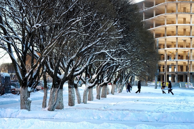 Città strada albero legno sole inverno