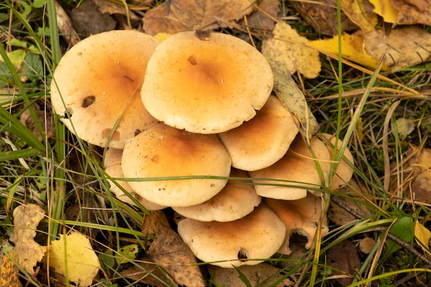 Ciuffo di miele fungo Armillaria mellea nel bosco antico