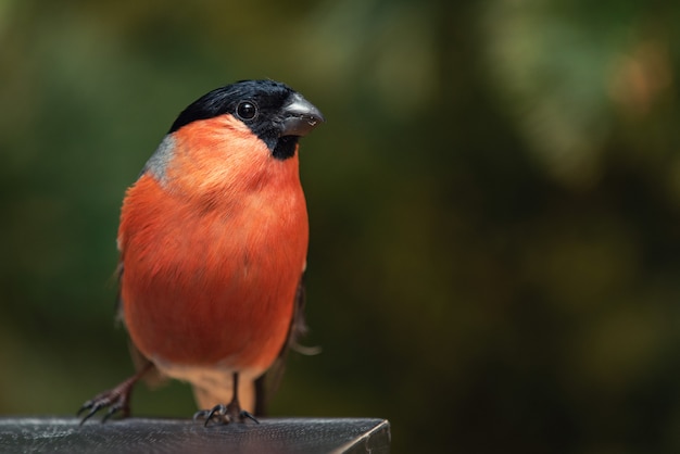 Ciuffolotto eurasiatico Pyrrhula in natura