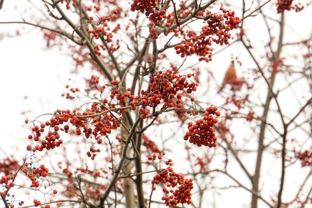 Ciuffolotto su Rowan