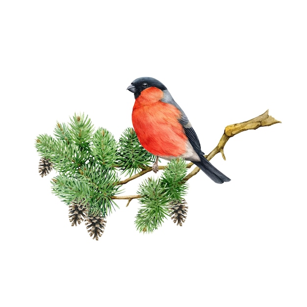 Ciuffolotto su un ramoscello di pino Illustrazione ad acquerello Uccello luminoso della foresta disegnato a mano su una conifera
