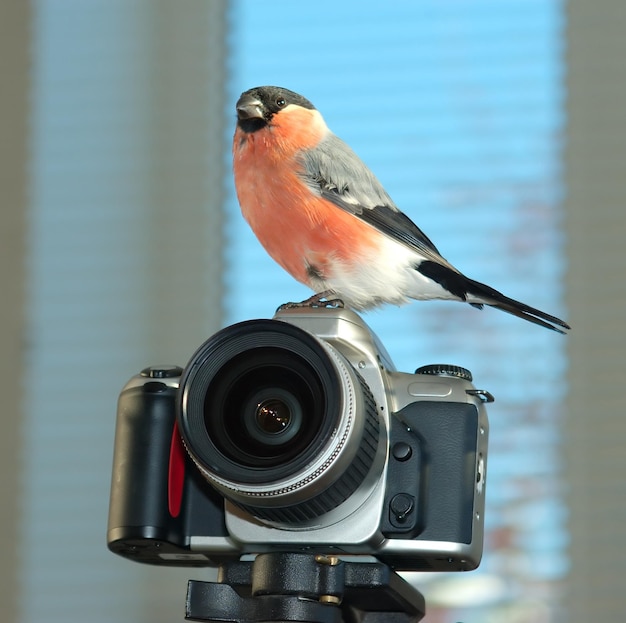 Ciuffolotto su una macchina fotografica