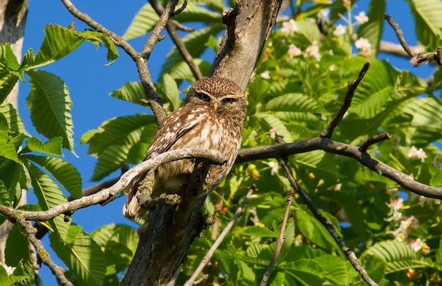 Civetta athene noctua L'uccello adulto si siede su un ramo e guarda nell'obiettivo