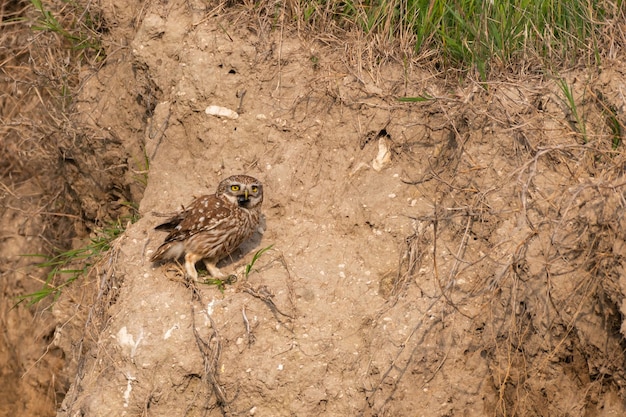 Civetta, Athene noctua, uno scarabeo nel becco.