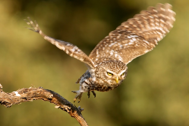 Civetta che vola con le ultime luci del pomeriggio, rapace, uccelli, gufi, Athene noctua