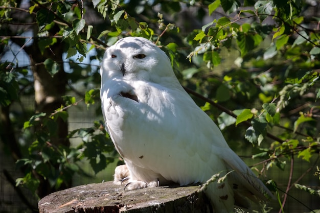 Civetta delle nevi (Bubo scandiacus) appollaiato su un ceppo di albero