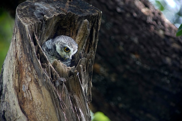 Civetta in una cavità di legno