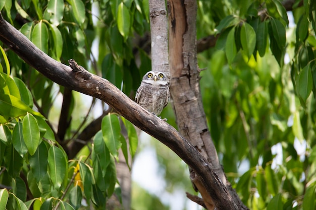 Civetta maculata appollaiata in un buco di un albero