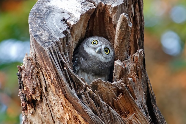 Civetta maculata Athene brama Beautiful Birds in tree hollow