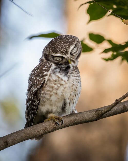 Civetta maculata Athene brama Sui rami degli alberi