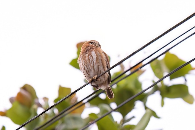 Civetta nana ferruginosa Animale della specie Glaucidium brasilianum